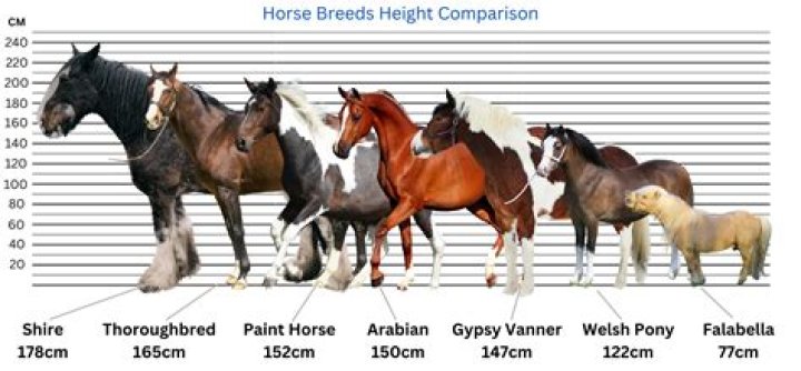 15 Italian Horse Breeds (With Pictures) | PangoVet