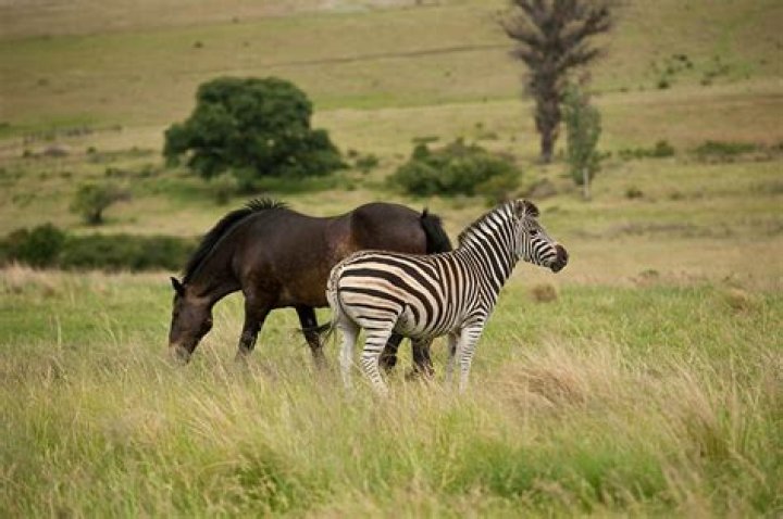 Are Horses and Zebras Related? Facts & Differences | PangoVet