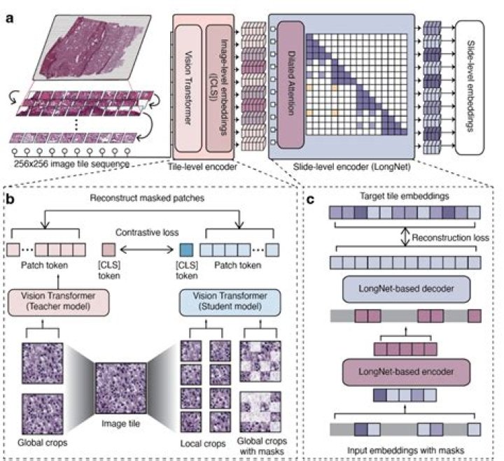 VGK vs. VONG – A Comprehensive Comparison